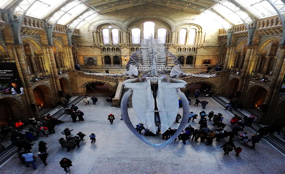 London Museo di Storia naturale